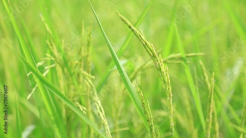 Young rice in organic farm growing green in good season of harvesting 