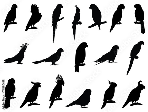 Parrots silhouette vector art white background photo