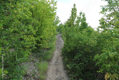 Mountain path between trees. A stony path in a mountainous  forest area.
