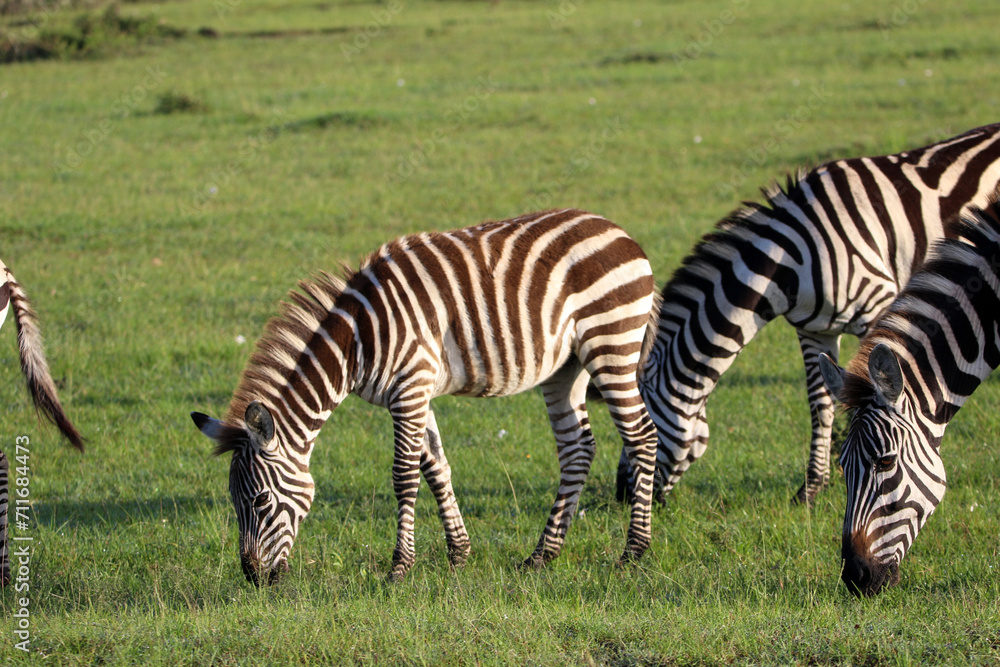 Obraz premium Zebras grazing at Maasai Mara National Reserve
