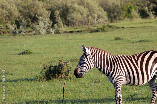 Zebras grazing at Maasai Mara National Reserve