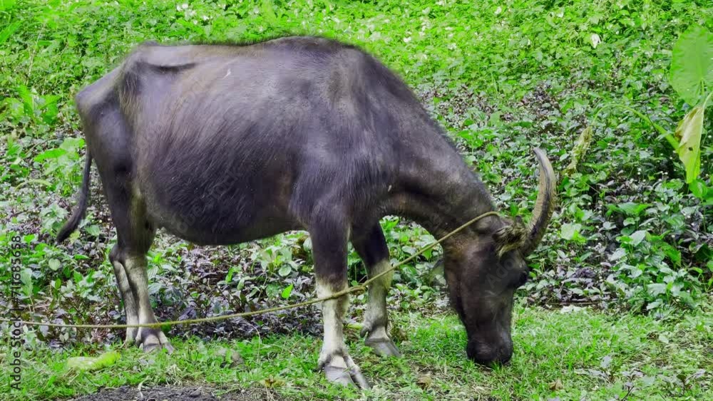 Serene buffalo in a tropical garden on Palawan, Philippines, savoring the grass in Irawan. Serene buffalo in a tropical garden on Palawan, Philippines, savoring the grass in Irawan.