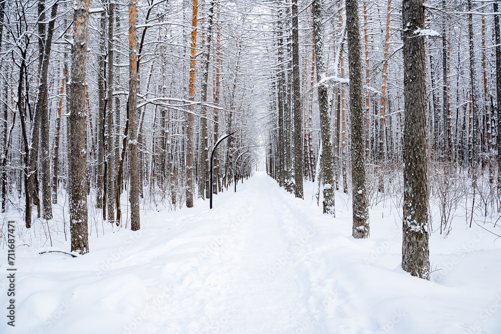 A road through a winter forest, a walking alley in a winter city park, deep winter.