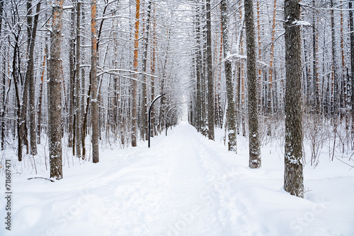 Fototapeta Naklejka Na Ścianę i Meble -  A road through a winter forest, a walking alley in a winter city park, deep winter.