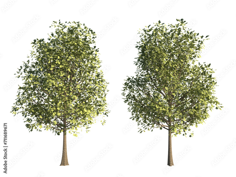 Obraz premium 3d rendering tree isolated cut background