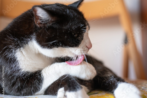Gatto bianco e nero che si pulisce il pelo della zampa con la lingua photo