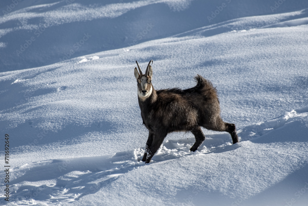 Alpine chamois , Rupicapra rupicapra, with bristling fur standing on a snowy slope on a cold and windy day in the Alps Mountains, ITALY: January