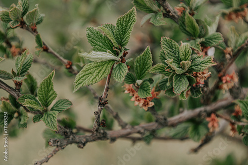 The beauty of Spring: the green leaves of the apple bush are blooming. Springtime green background