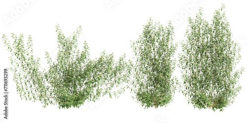 3d illustration of set Trachelospermum asiaticum creep plant isolated on transparent background photo