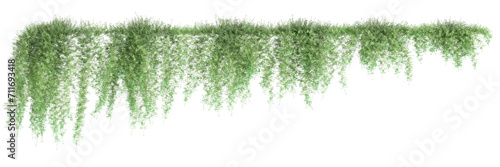 3d illustration of hanging plant Asparagus densiflorus isolated on transparent background