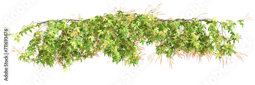 3d illustration of hanging plant Ipomoea lobata isolated on transparent background photo