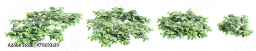 3d illustration of set Hedera canariensis bush isolated on transparent background
