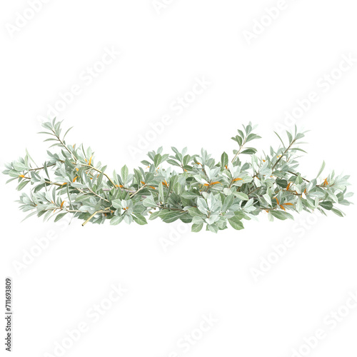 3d illustration of Eremophila glabra bush isolated on transparent background
