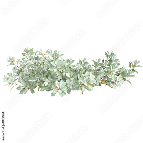 3d illustration of Eremophila glabra bush isolated on transparent background photo