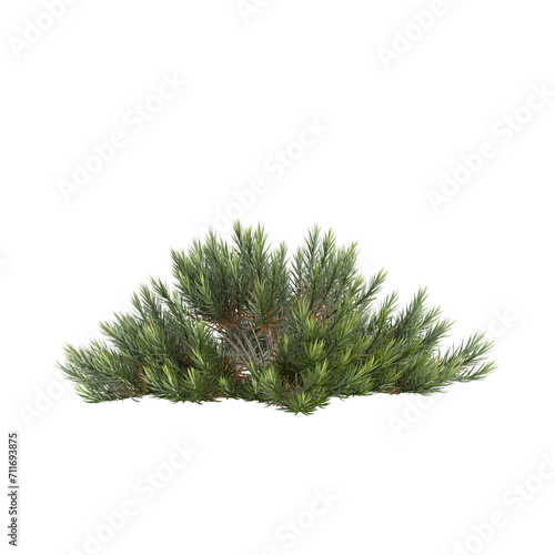 3d illustration of Banksia spinulosa bush isolated on transparent background photo