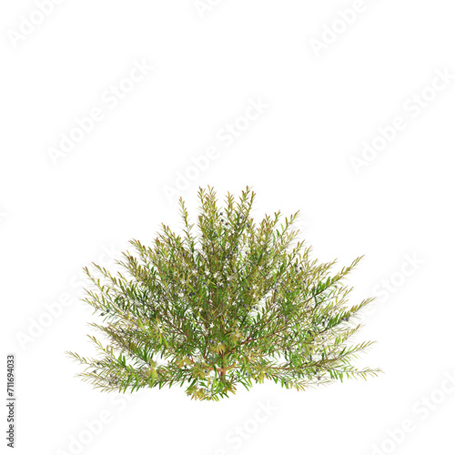 3d illustration of Austromyrtus tenuifolia bush isolated on transparent background photo