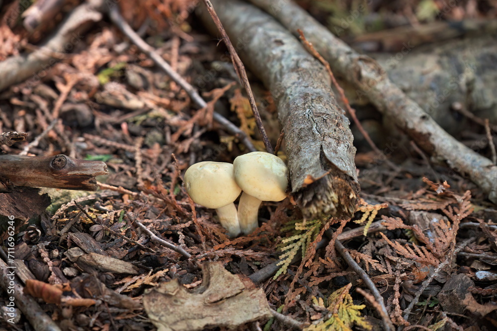White Mushrooms Growing on Forest Floor Among Cedar Needles White Mushrooms Growing on Forest Floor Among Cedar Needles