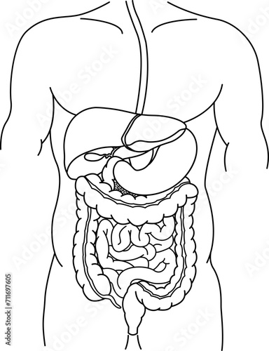 Human Digestive System for Coloring. Anatomy of the Intestine, Stomach, and Liver. Vector Illustration of Internal Organs. Medicine Concept