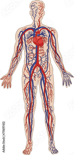 Human Circulatory System. The cardiovascular system. Vector Illustration of Heart, Arteries, and Veins. Anatomy and Medicine