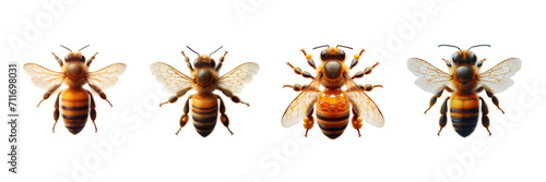 Set of honey bee top view, isolated over on transparent white background photo