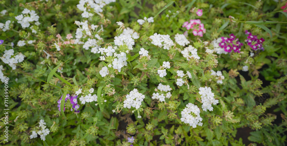 Delicate white flowers against green leaves,white flowers and thorns vertical macro stock images
