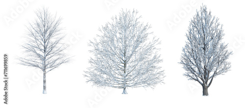 3d rendering Winter tree isolated cut background