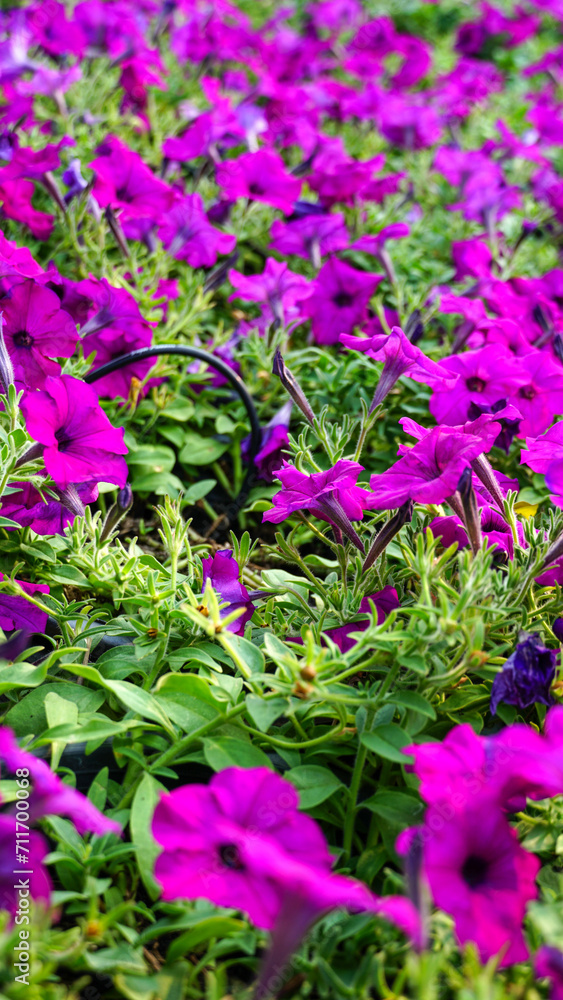 Purple Petunia hybrida blossom blooming in Garden, beautiful little flowers in home decorative, Natural flower background. close up. Vertical. Purple Petunia hybrida blossom blooming in Garden, beautiful little flowers in home decorative, Natural flower background. close up. Vertical.