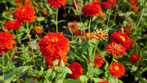 Orange zinnia flower with nature green background in blurred garden. Beautiful bright color flower on Thursday day with copy space.