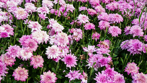 Lots of beautiful pink Chrysanthemum in the natural garden. Inspirational Motivational quote- Start your Tuesday morning light with pink flowers. Tuesday Quote. Natural flower background.