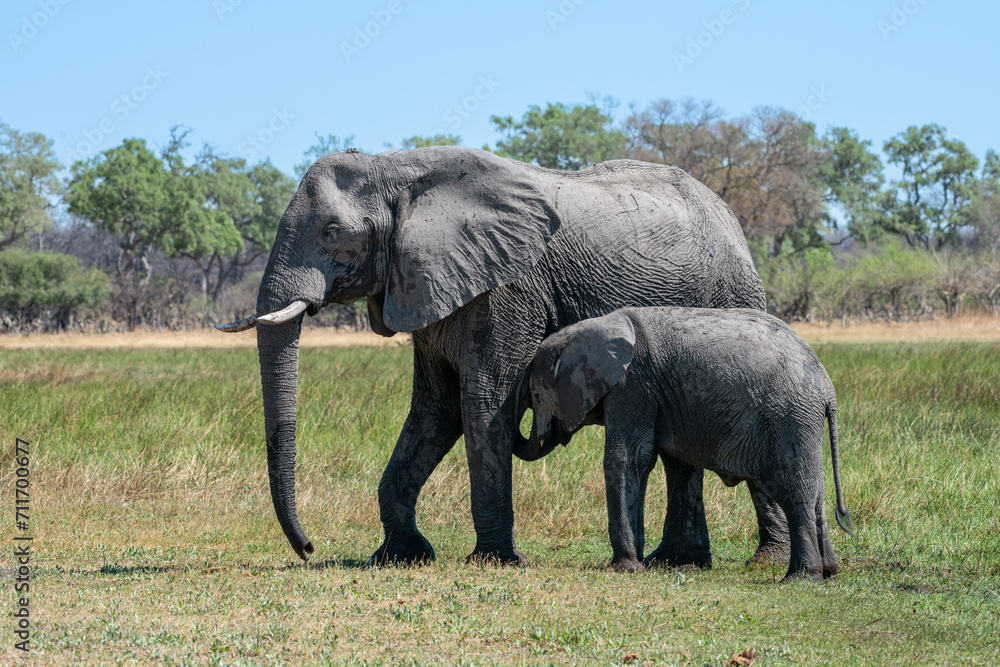 Obraz premium Éléphants au Botswana