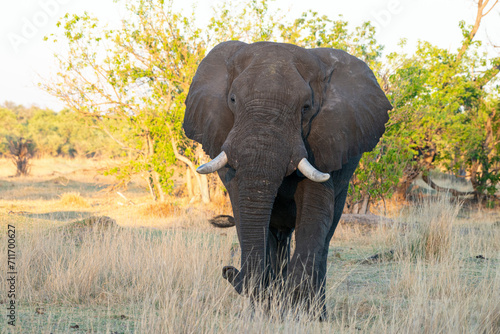 Elephants au Botswana