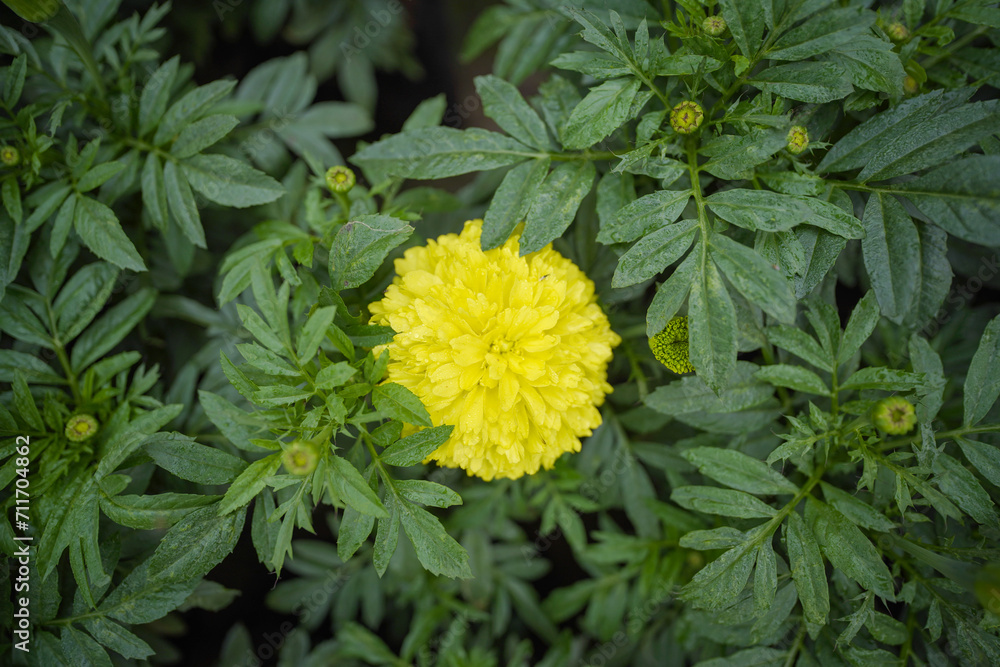 Close up of Indian yellow inka genda marigold flowers growing in a garden with green leaves, Beautiful yellow marigold flowers Marigold in the garden of flowering stock images - obrazy, fototapety, plakaty 