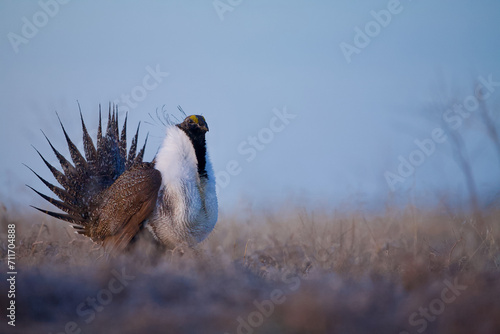 a male Greater Sage-grouse performs mating display in the pre-dawn hour before sunrise photo