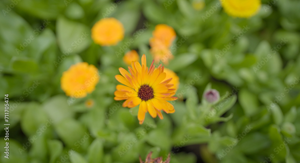 Beautiful Pot marigold, Close up of Colorful Marigold flower, Yellow Flower, flowers of pot marigold stock images raw image Beautiful Pot marigold, Close up of Colorful Marigold flower, Yellow Flower, flowers of pot marigold stock images raw image