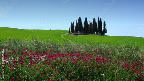 Small group of cypresses in a green wheat field with purple flowers on foreground. Spring season. Tuscany, Italy. photo