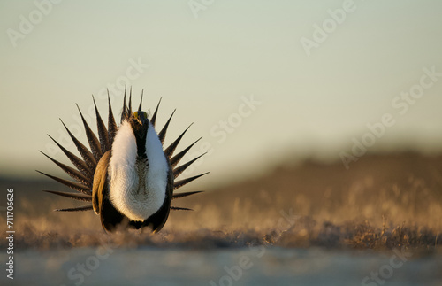Greater Sage-grouse performs mating dance on the breeding grounds in early spring