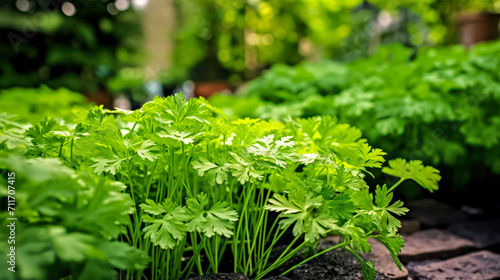 Embrace the natural elegance of parsley thriving in a garden. Grown outdoors, this close up top view showcases a lush green background of parsley leaves.