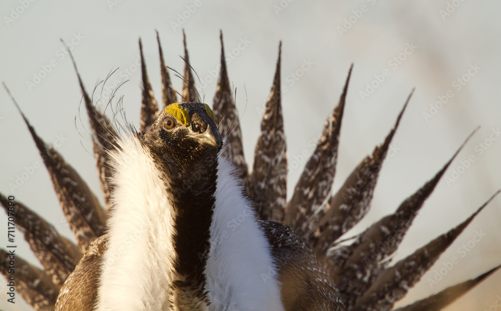 Obraz premium Greater Sage-grouse - extreme close up portrait of a male's head and bust with his tail feathers fanned out behind him as he performs his dramatic mating display