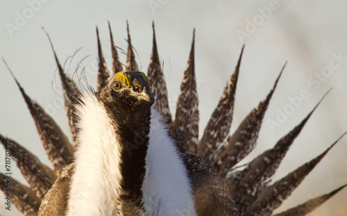 Greater Sage-grouse - extreme close up portrait of a male's head and bust with his tail feathers fanned out behind him as he performs his dramatic mating display photo