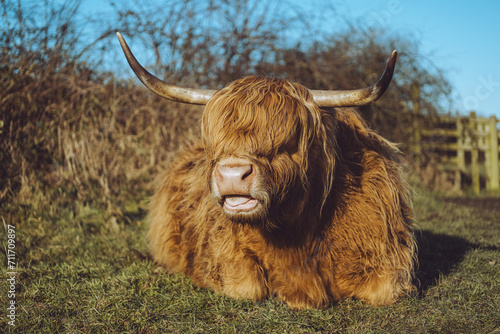 scottish highland cow