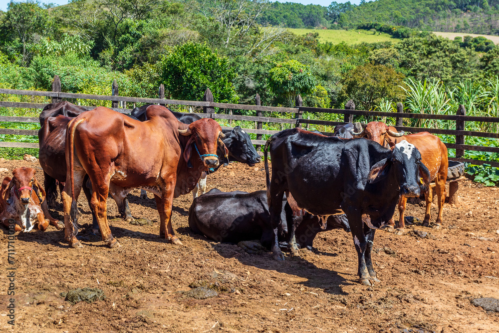 Oxen and cows in the corral on a farm in the interior of Minas Gerais. Animals of the Guzera and Nelore breeds.