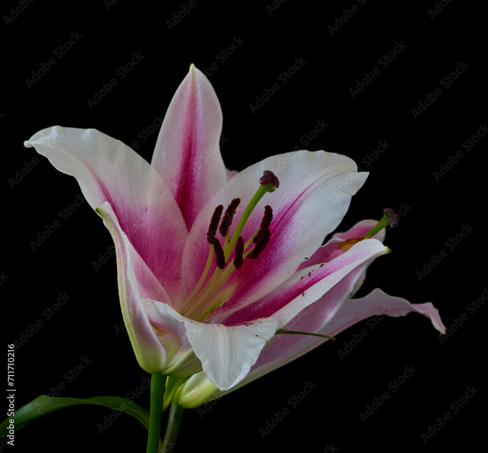 lily flowers grow on a black background lily flowers grow on a black background