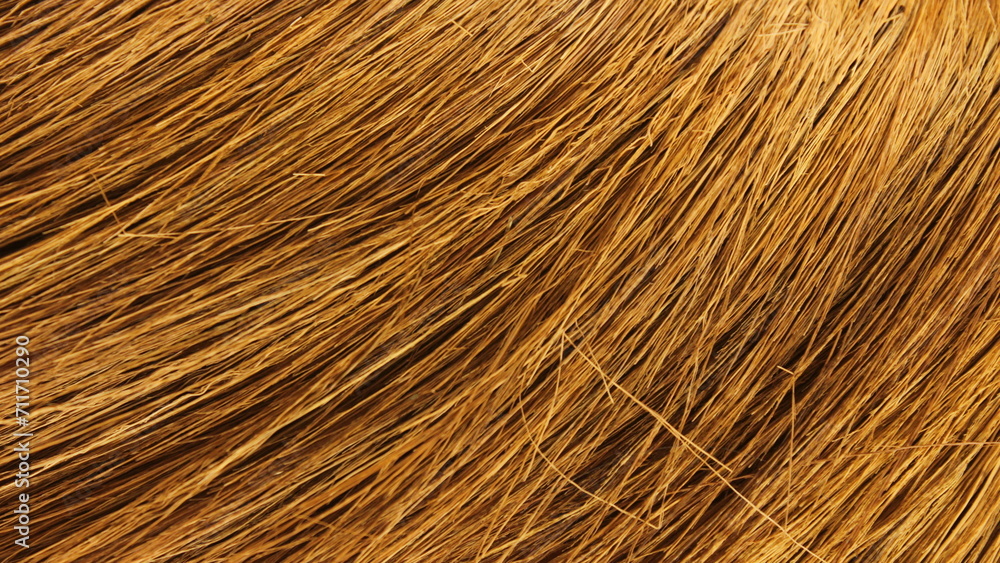 Close up texture of a hay Close up texture of a hay