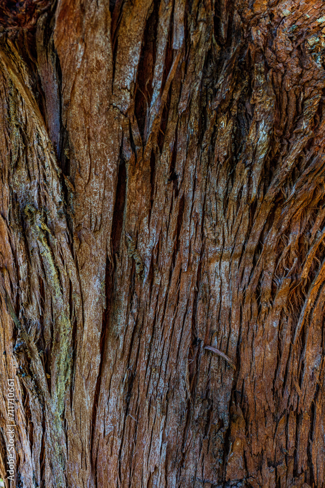 Natural textures on the tree trunk. Natural lines with curves and shadows in the morning light. Natural textures on the tree trunk. Natural lines with curves and shadows in the morning light.