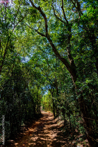 Dirt path between pine trees, eucalyptus trees and farm fences, in the interior of Minas Gerais, Brazil.