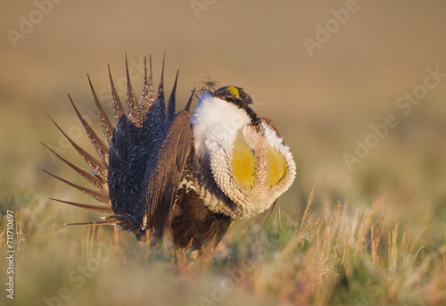 Greater Sage-grouse performs mating display with his yellow chest sacs fully extended photo
