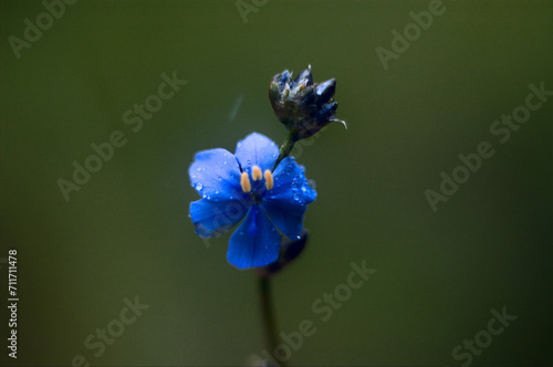 blue flower with yellow stamens and water droplets