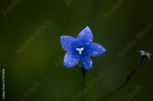 pale blue flower with white stamens and five petals with water droplets