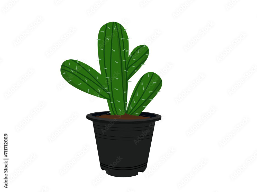 Cactus in a black pot. Cactus in a black pot.