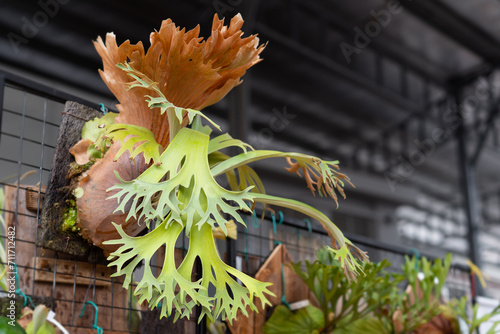 Platycerium SS Foong staghorn fern display in local plant nursery. photo